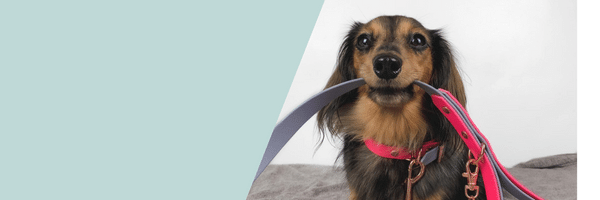 Dachshund puppy collars online