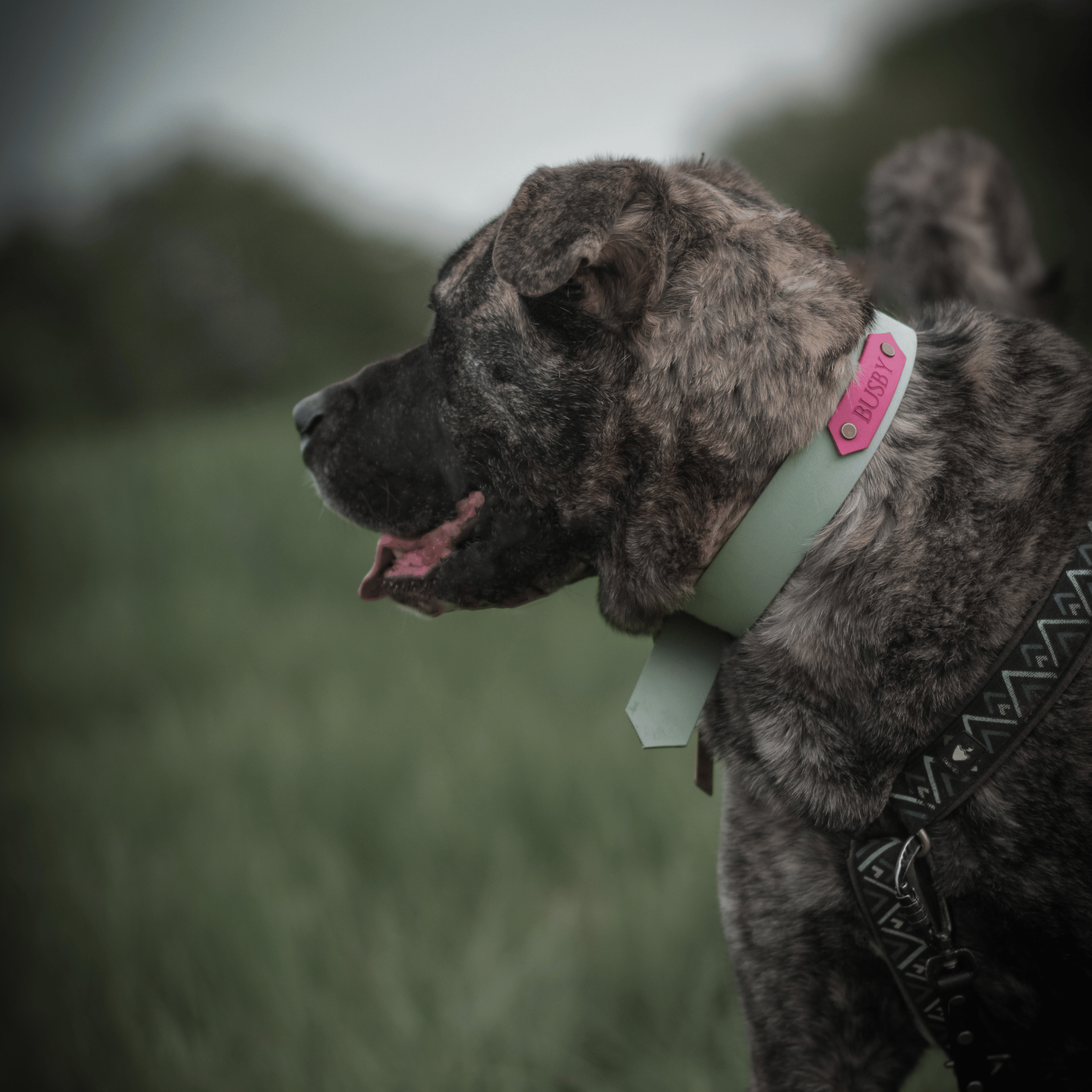 Strong and Stylish Collars for Big Dogs Liv Like Busby
