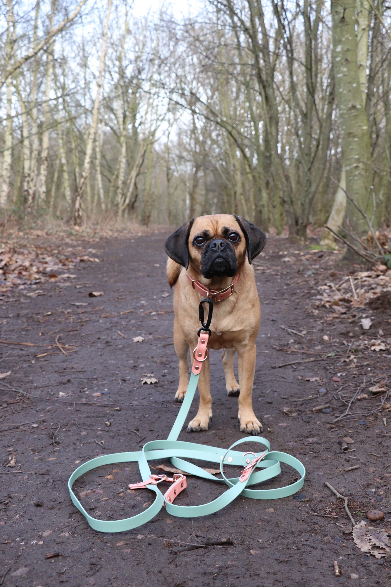 Dog with training lead