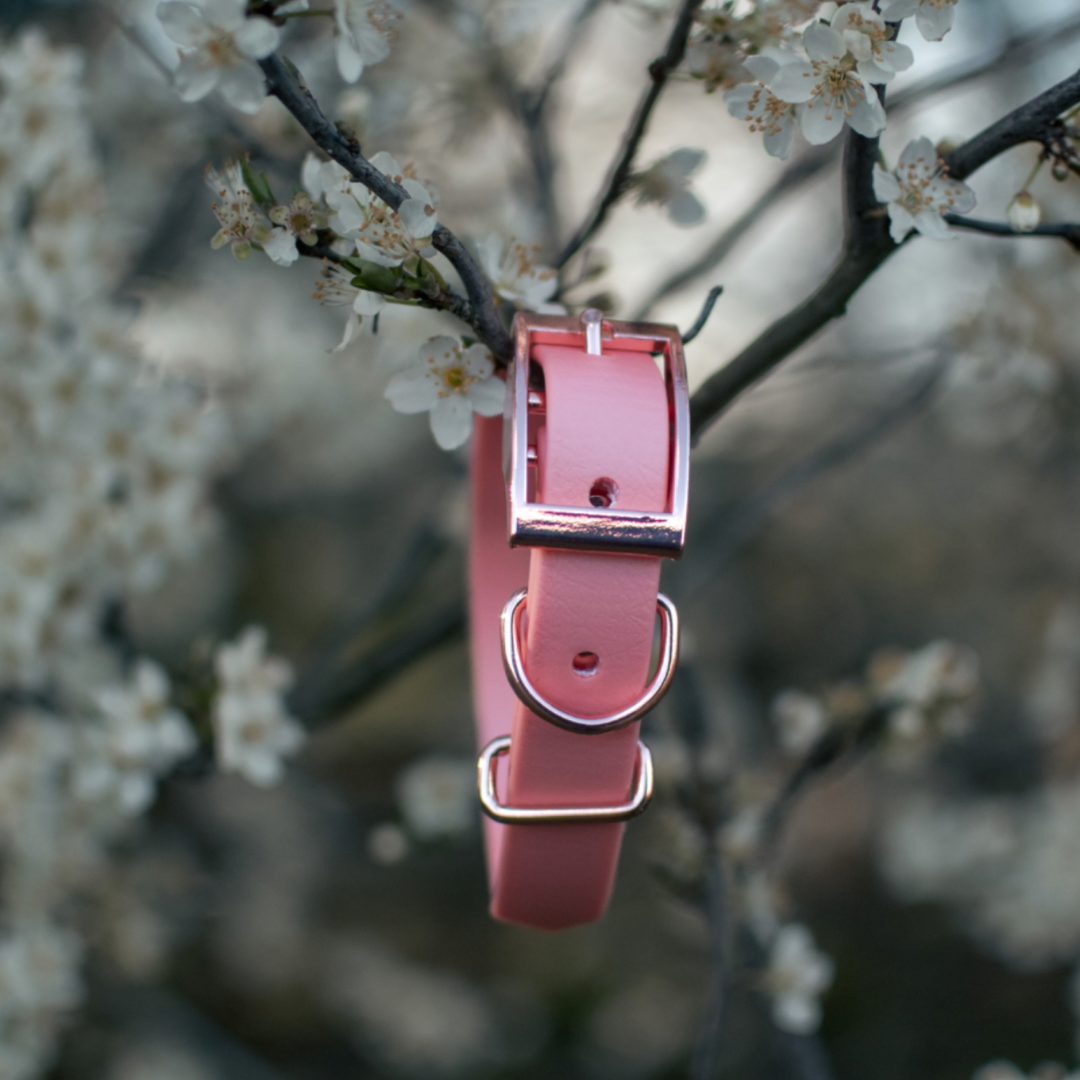 Pink Dog Collar