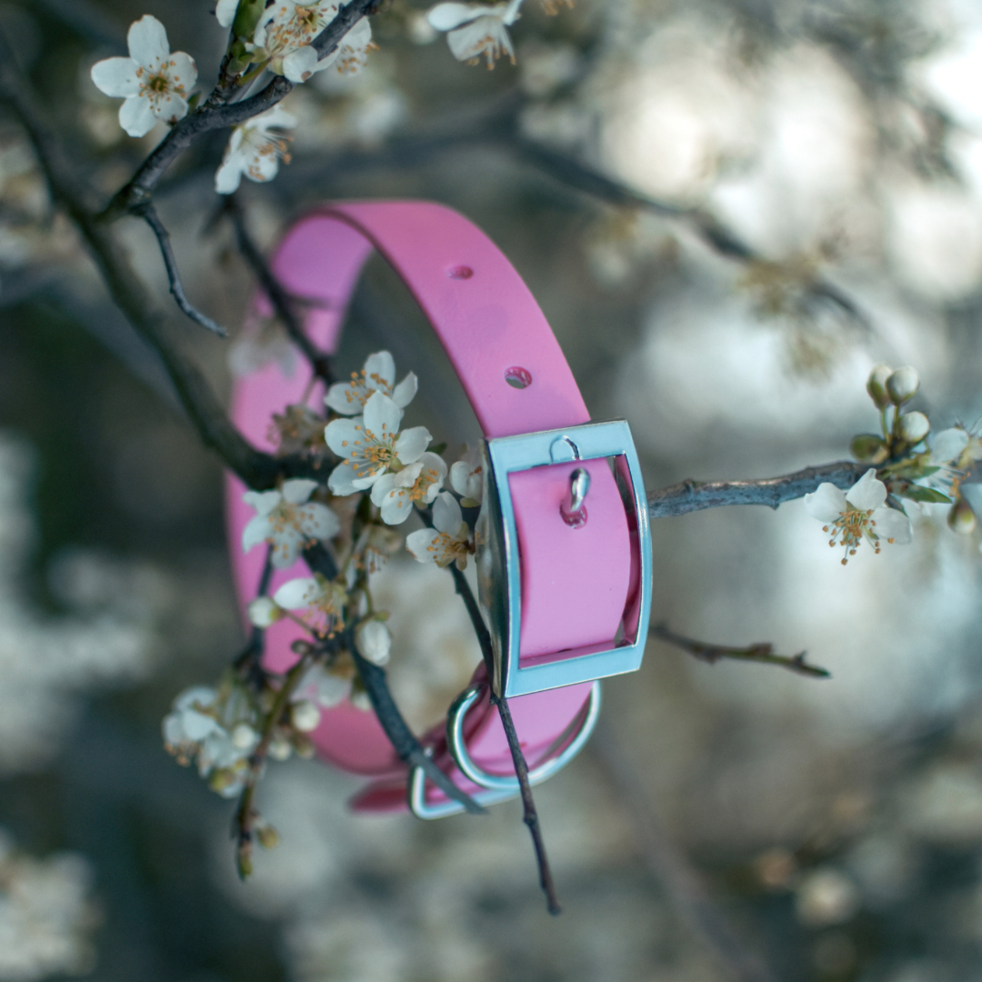 Pink Dog Collar