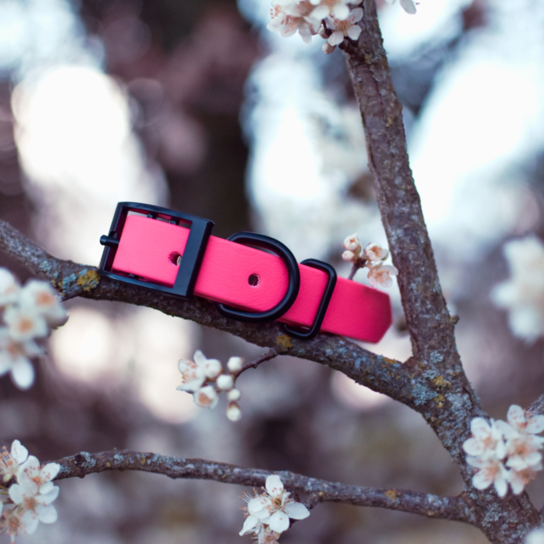 Pink Dog Collar