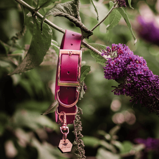 Merlot Red Dog Collar