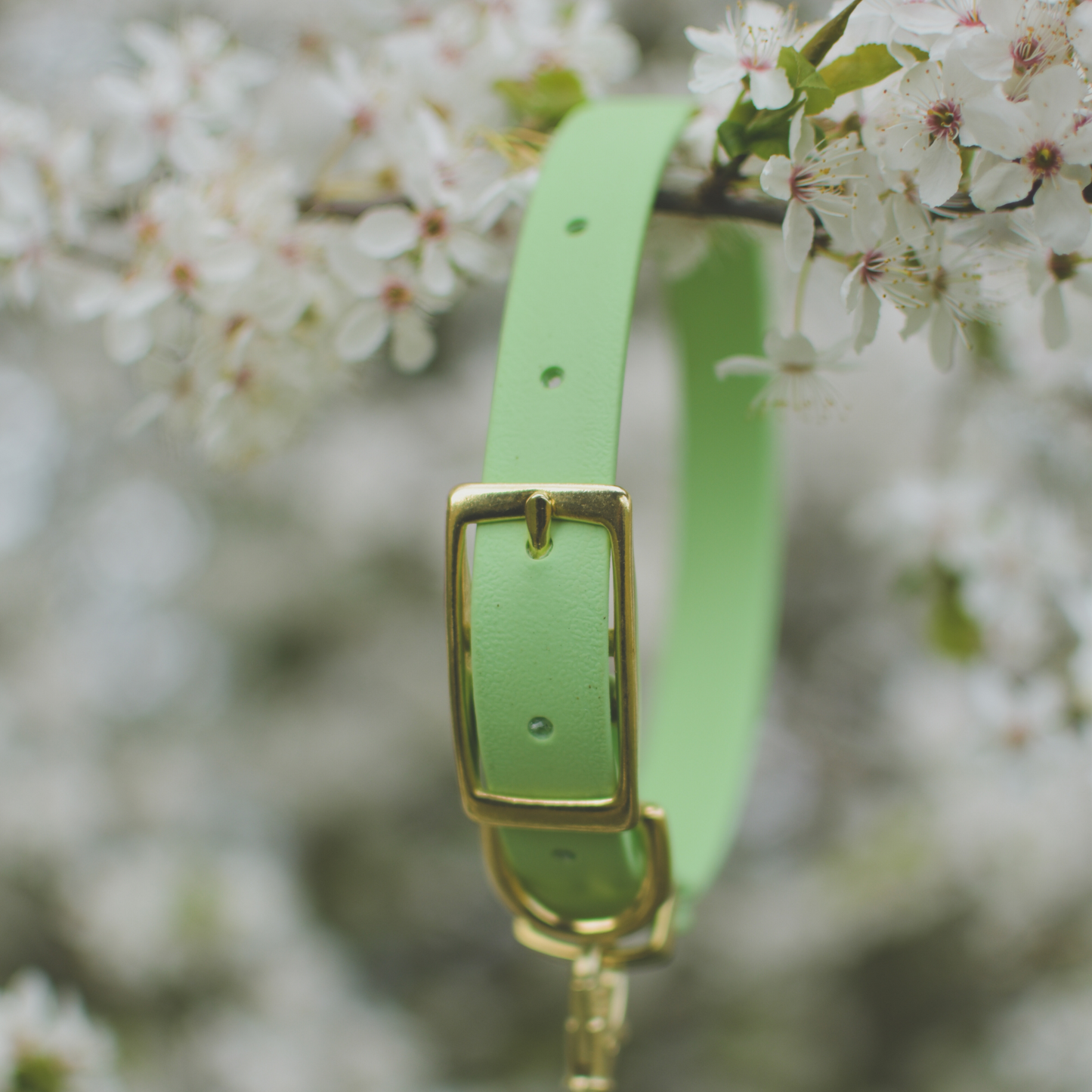 Miniature Dog Collars | Pastel Colours