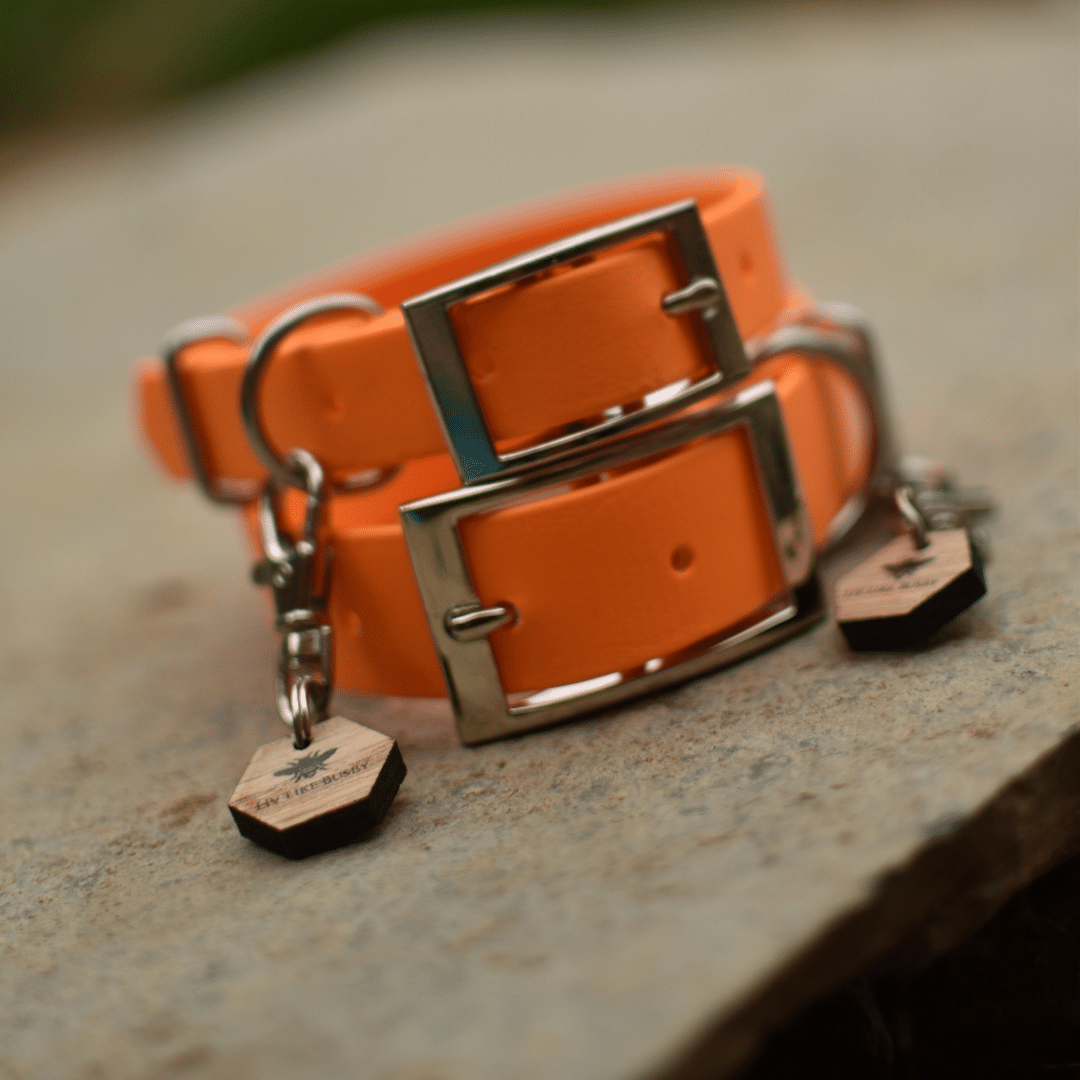 Orange dog collar