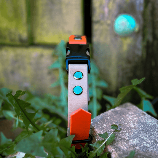 Quick release dog collar with a black clip release buckle