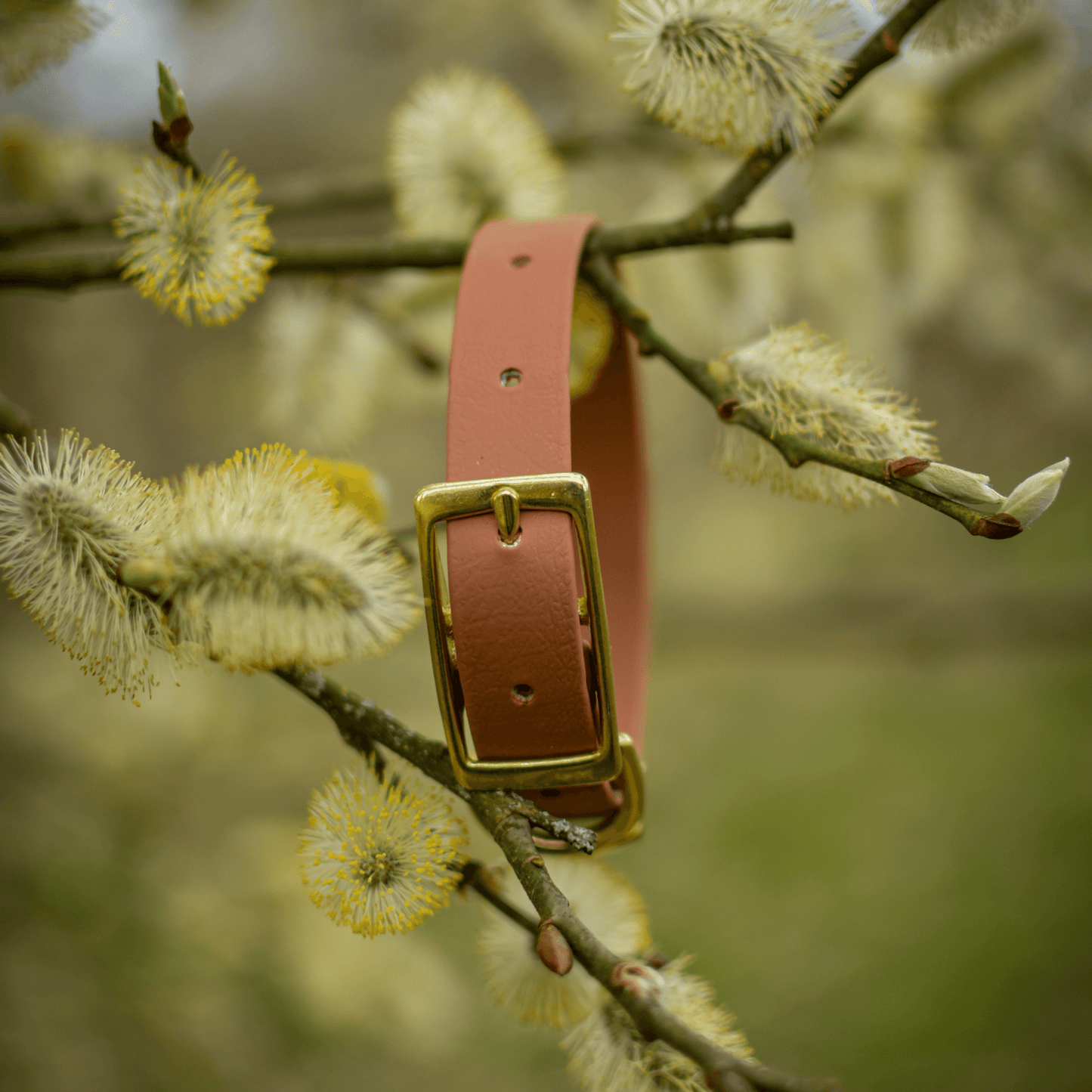 Tan Brown Dog Collar