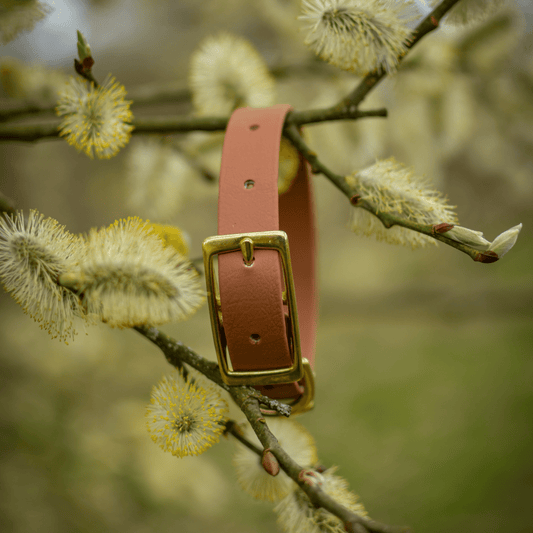 Tan Brown Dog Collar