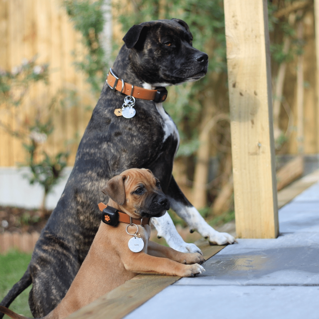 Tan Brown Dog Collar