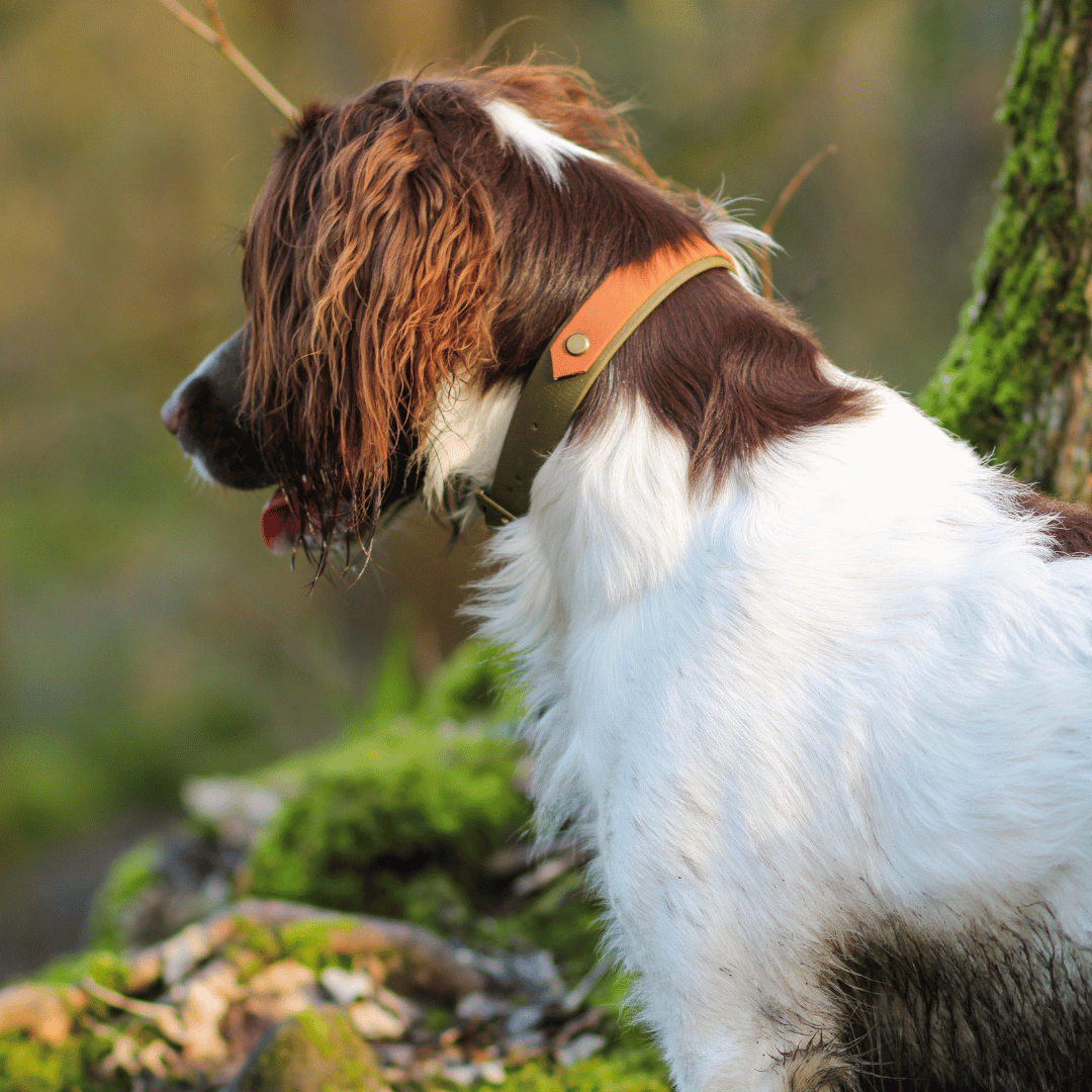 Olive & Tan Biothane Dog Collar