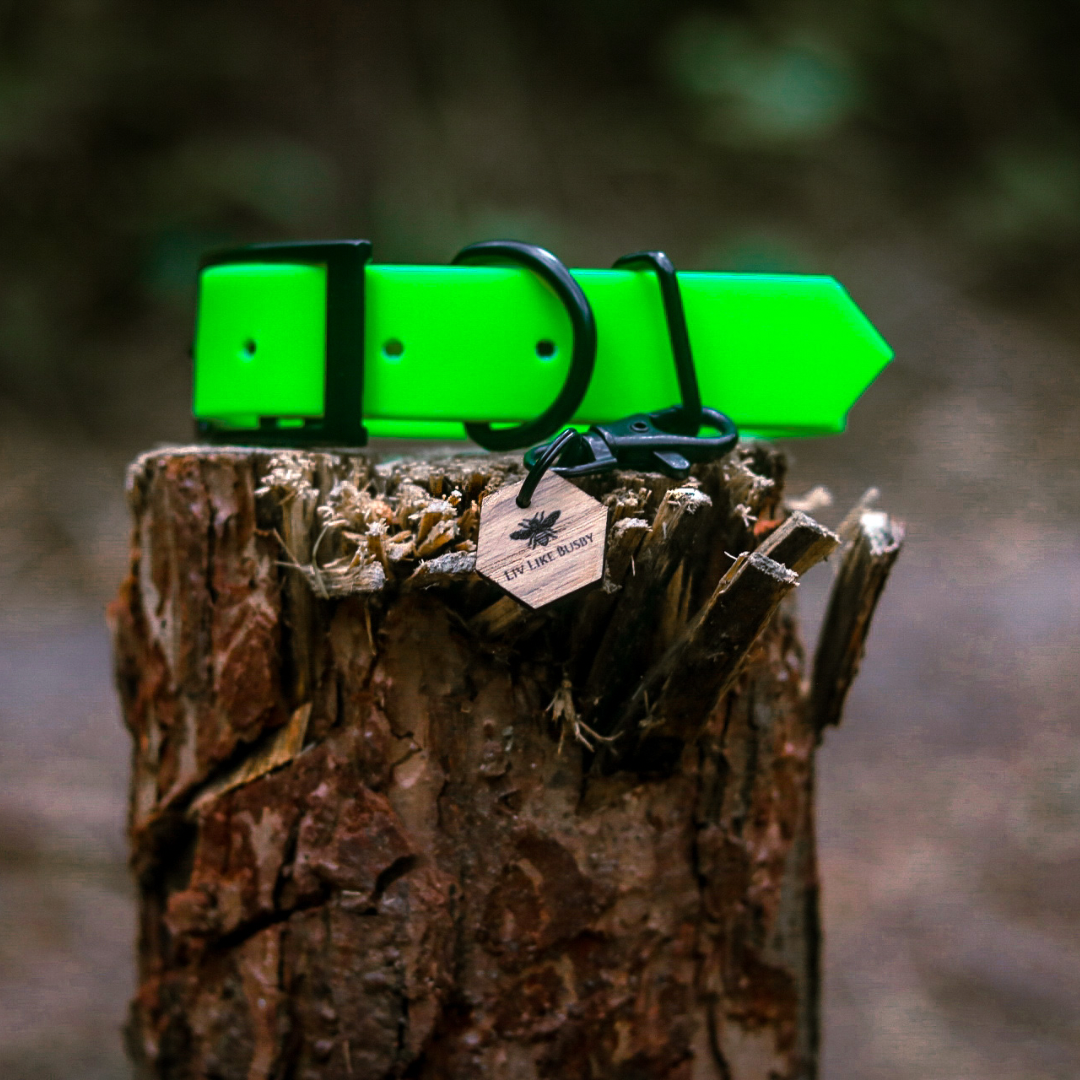 Fluorescent dog collar in neon green