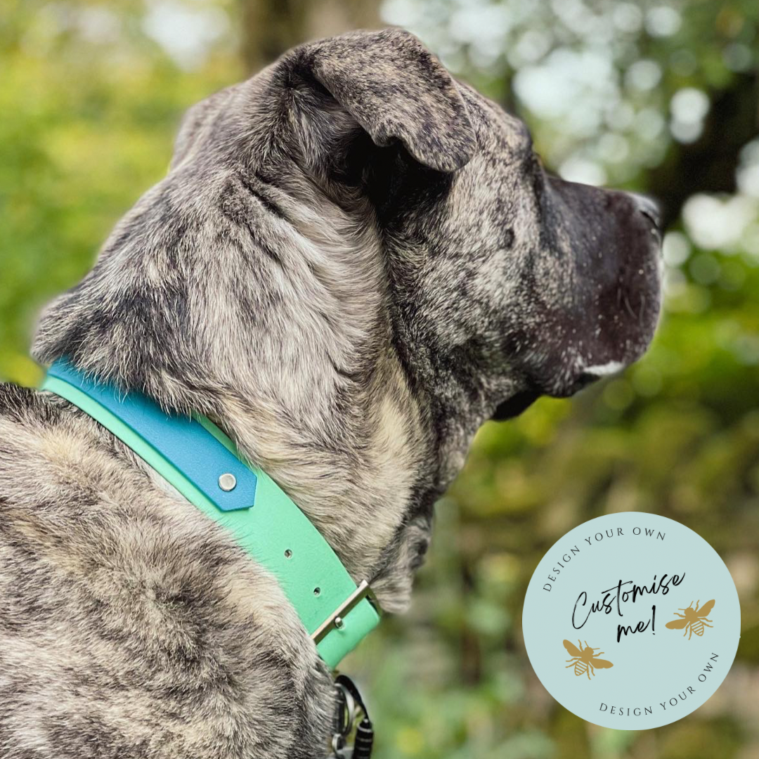 Designer collars for large dogs best sale