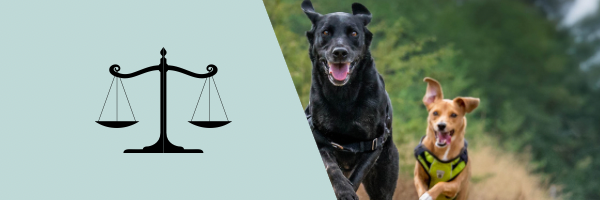 Dog Laws UK - everything you need to know