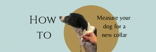 How to measure for a dog collar - finding what size collar your dog needs