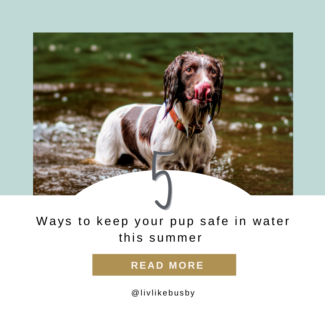 Keeping your dog's safe in water | 5 simple tips