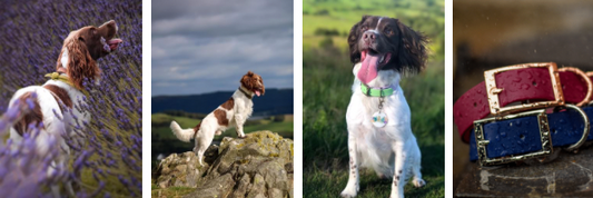 Springer spaniel images with dog collars