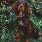 A dark brown and black dog with a white chest patch sits outdoors in a grassy, leafy area, wearing a lilac collar with a gold buckle.