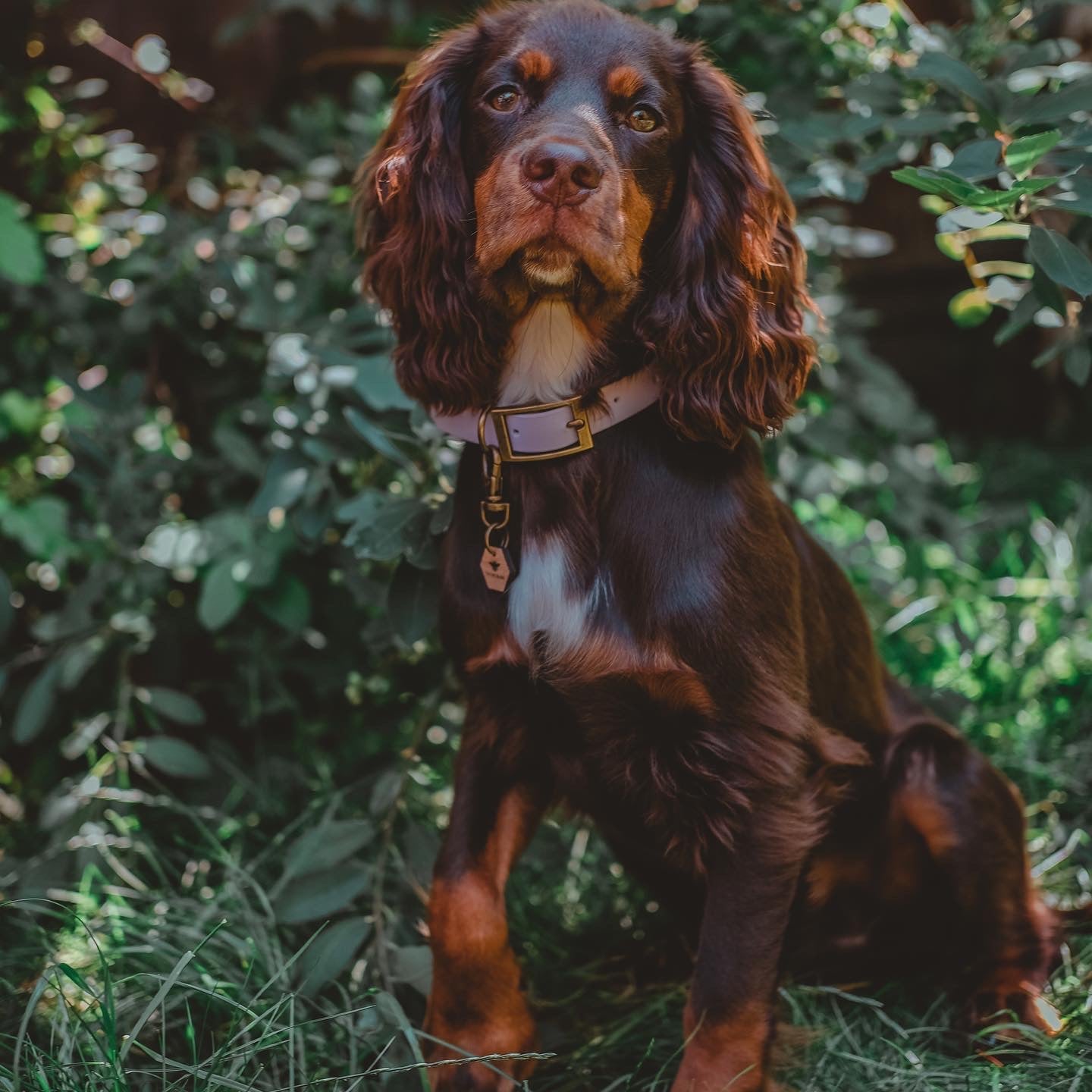 A dark brown and black dog with a white chest patch sits outdoors in a grassy, leafy area, wearing a lilac collar with a gold buckle.