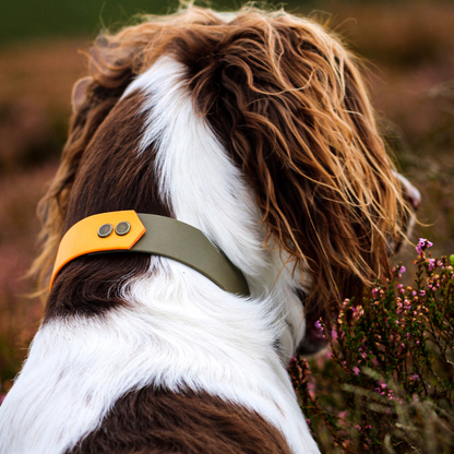 Olive & Peach Collar