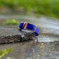 Blue Dog Collars