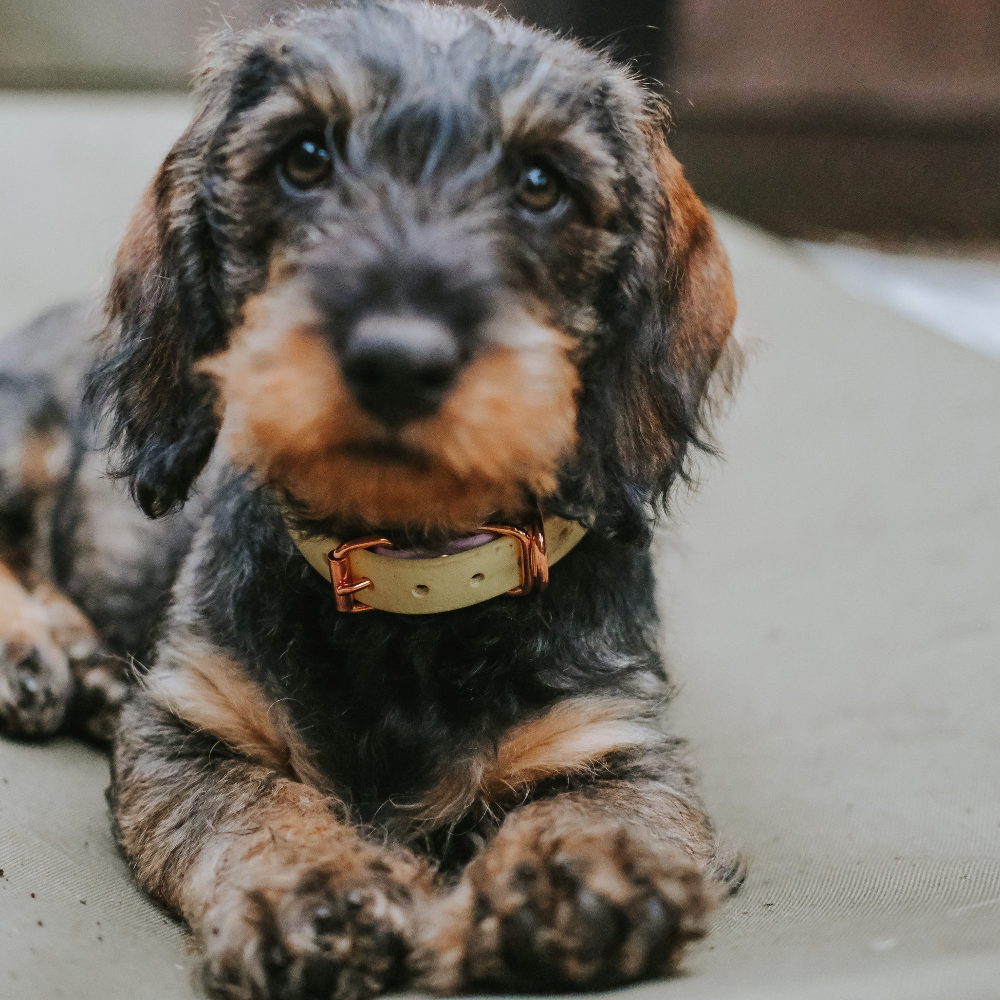 A close-up shot of a dachshund puppy lying down, wearing a pastel yellow and lilac biothane collar with a rose gold buckle, set against a blurred background.