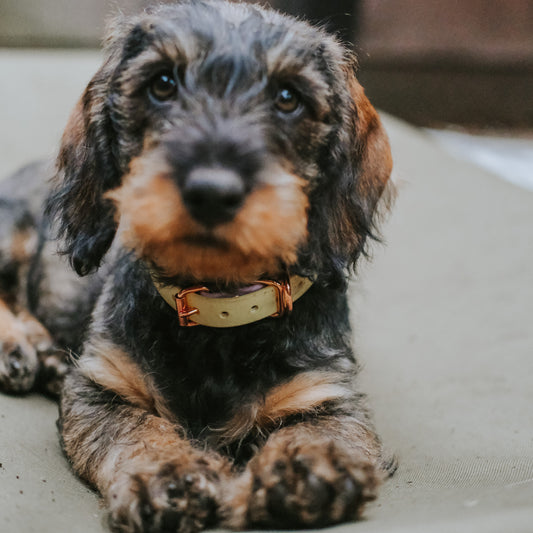 A close-up shot of a dachshund puppy lying down, wearing a pastel yellow and lilac biothane collar with a rose gold buckle, set against a blurred background.