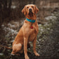 Fox Red Labrador wearing a lagoon blue dog collat 