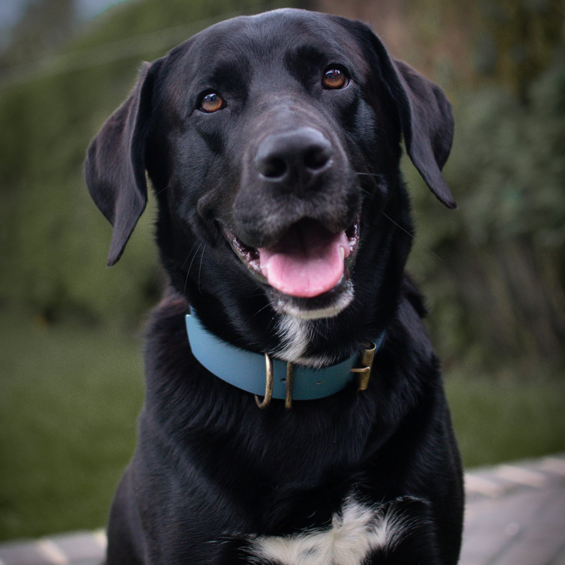 A black dog with a white chest patch wearing a petrol blue collar, sitting outdoors on a paved surface with a blurred green background.