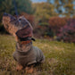 A miniature dachshund wearing an olive green fleece dog sweater sits on grass in an outdoor park setting, looking up and to the side. The dog is wearing a tan and olive biothane collar.