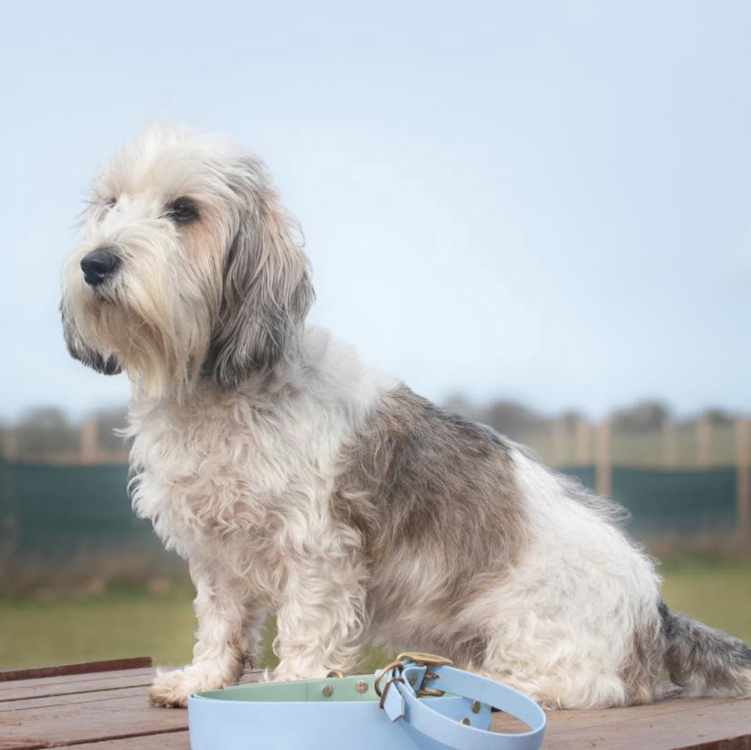 A fluffy white and gray dog sits on a wooden platform outdoors, sitting next to light blue dog collars. The background shows a soft-focus grassy field and pale sky.