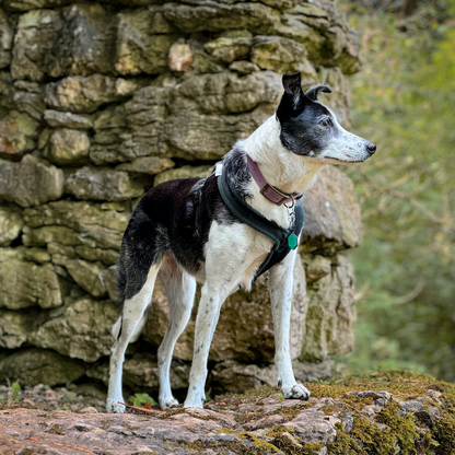 Mauve and Foliage Green Collars