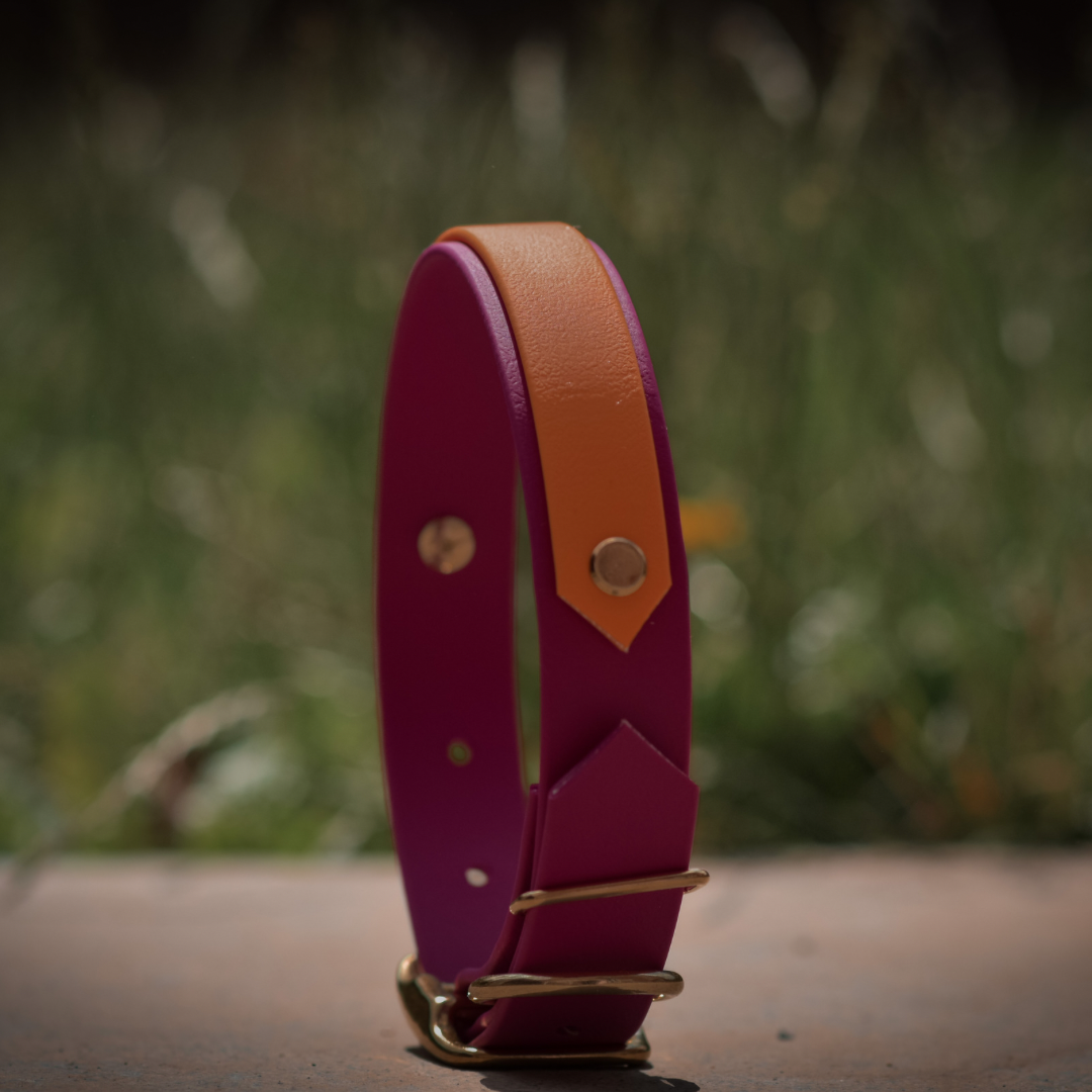 Berry & Orange dog collar