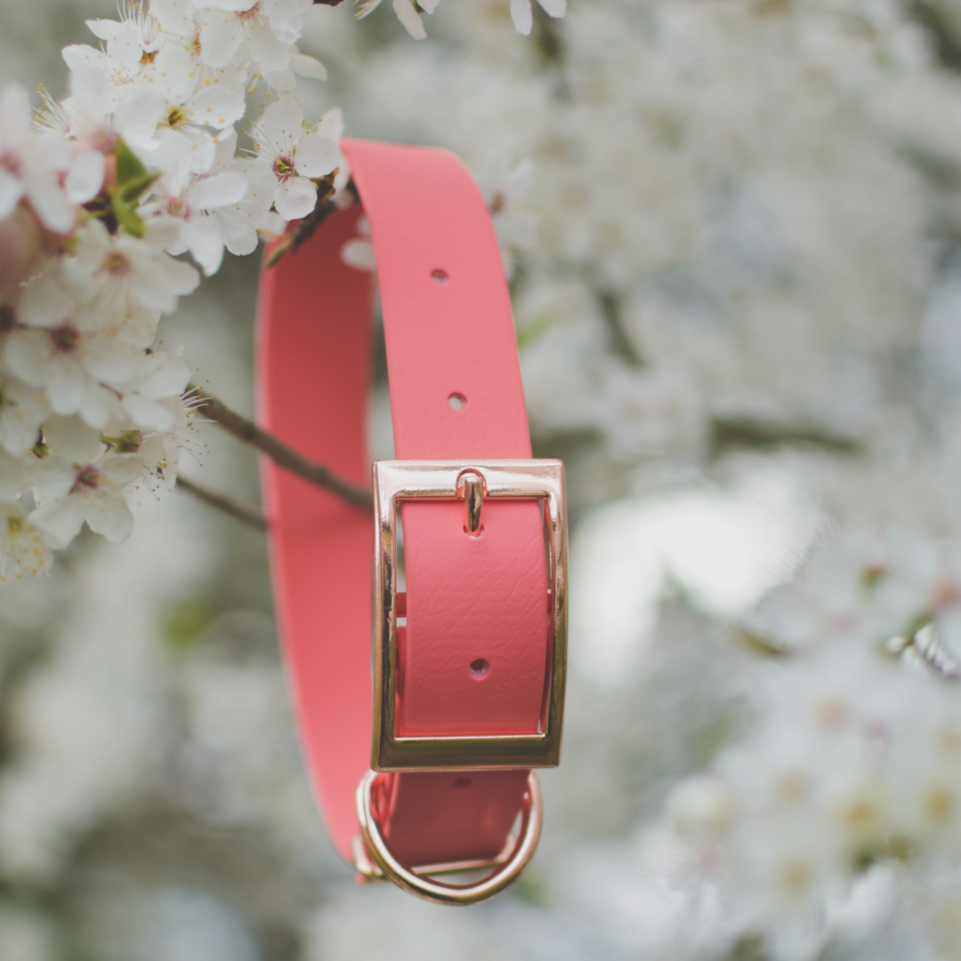 Pink Dog Collars