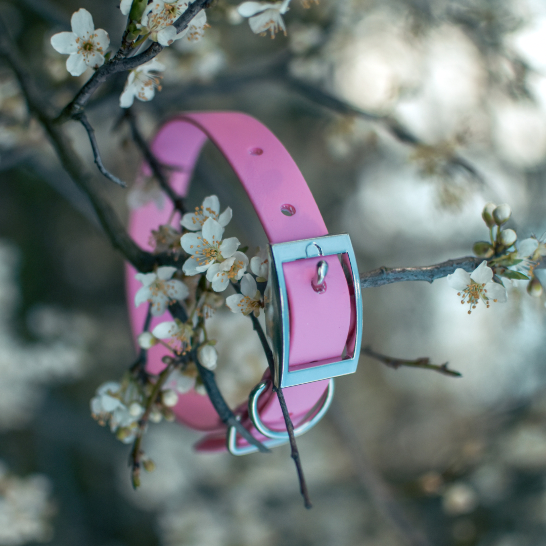 Pink Dog Collars