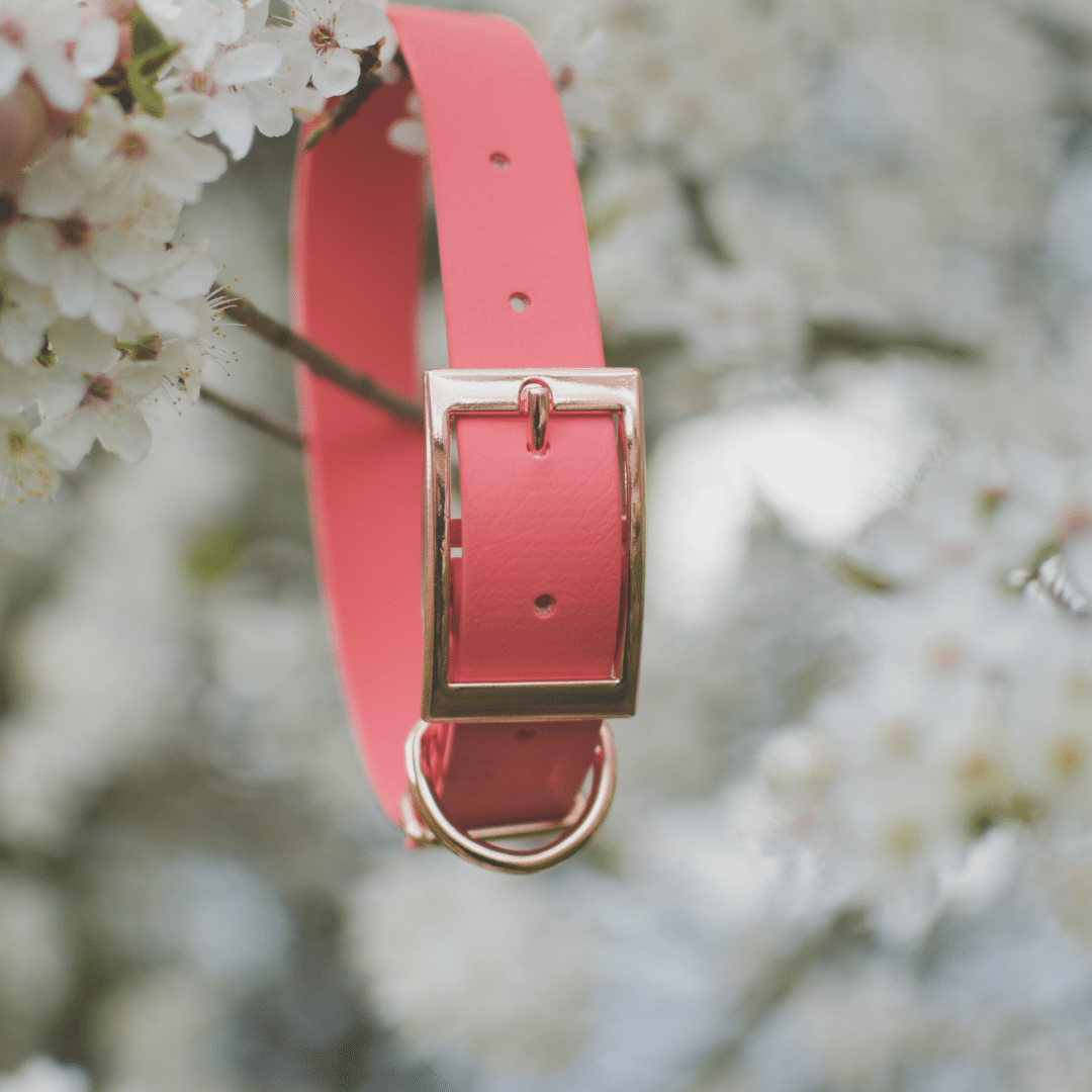 Coral Pink dog collar